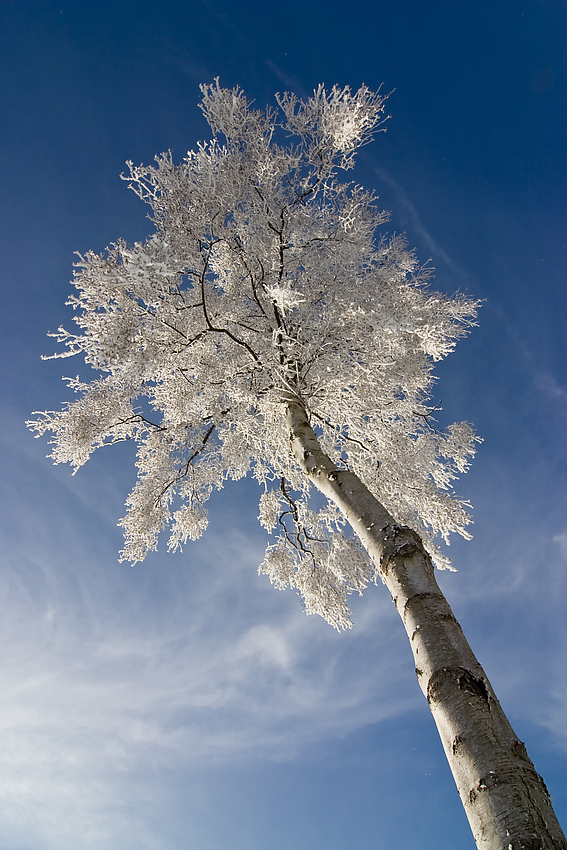 Wintermärchen III