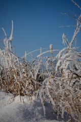 Wintermärchen im Rheinland #1