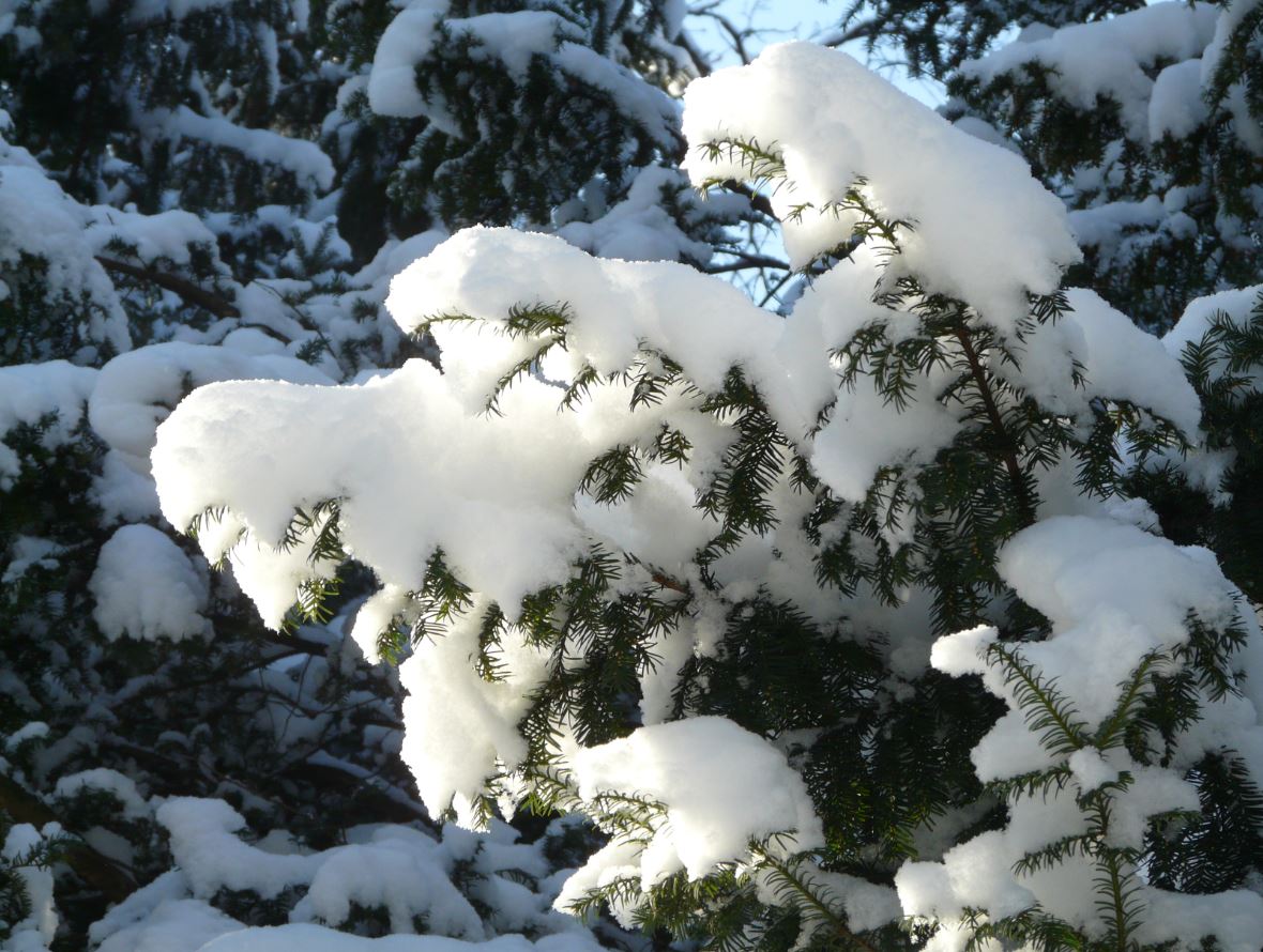 Wintermärchen - Schlosspark Charlottenburg, Eibenzweige im Schneekleid