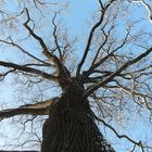 Wintermärchen - Schlosspark Charlottenburg, Eichenschönheit