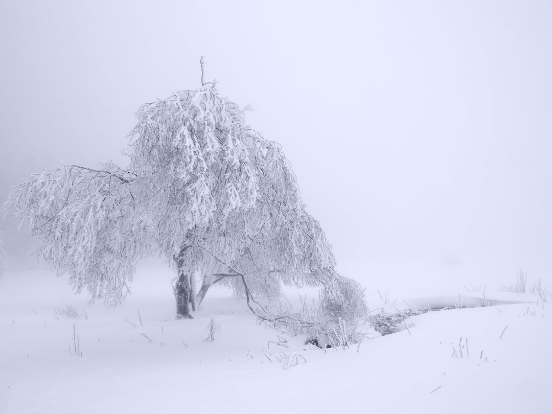 Wintermärchen Vogelsberg