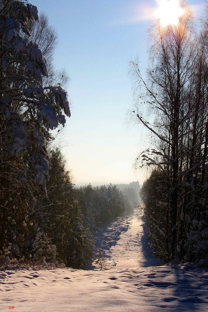 Wintermärchenwald