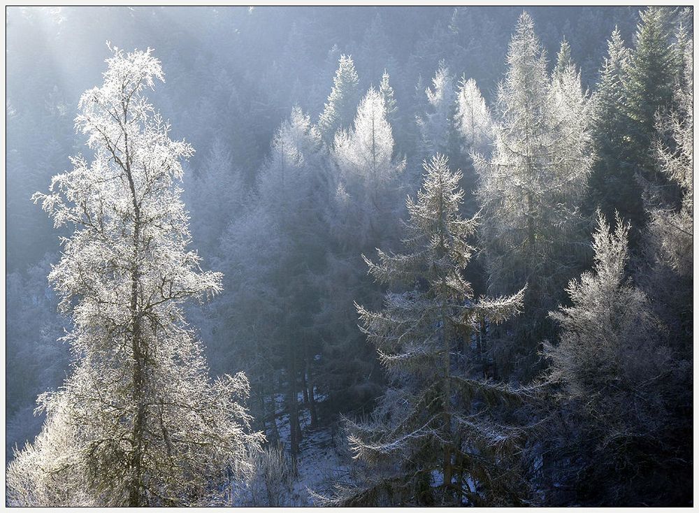 winter.märchen.wald...