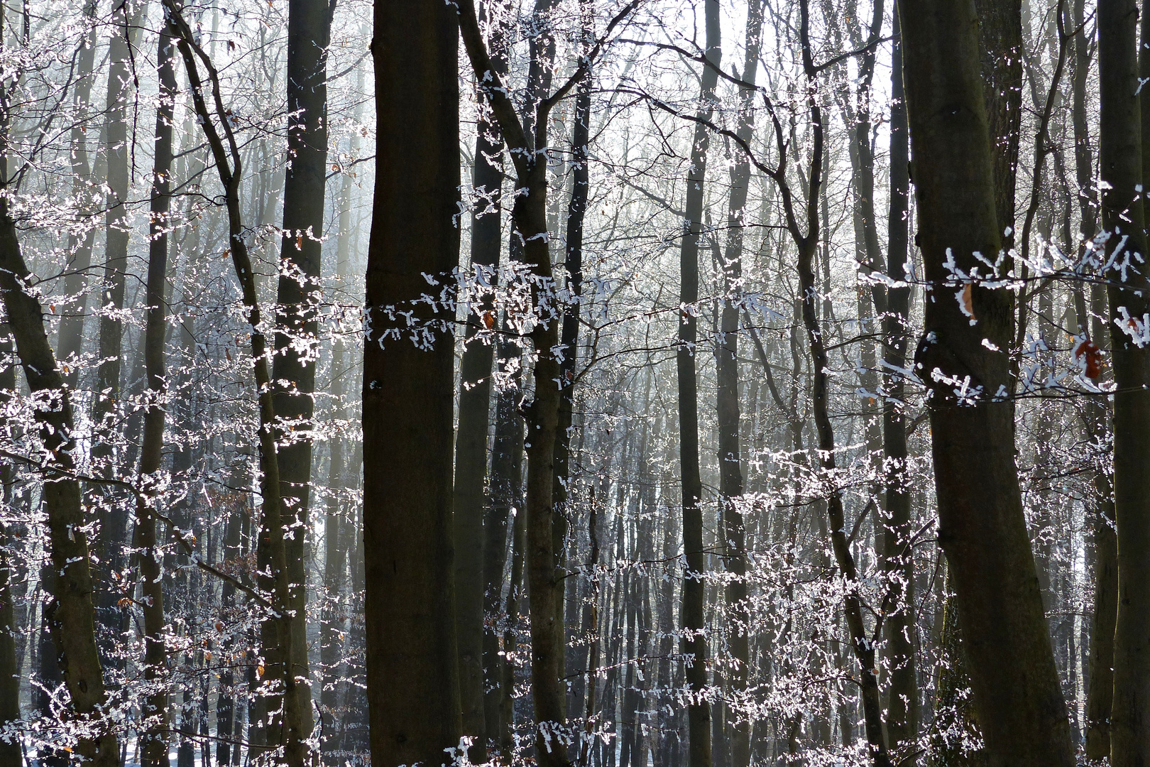 Wintermärchenwald