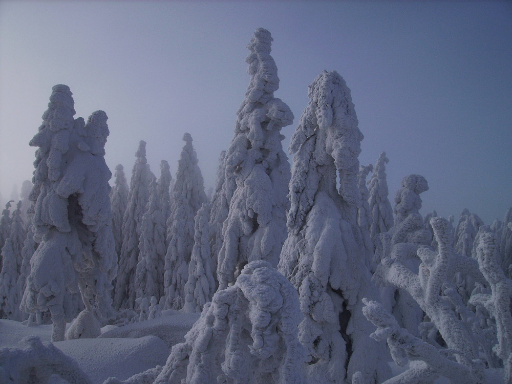 Wintermärchenwald