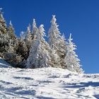 Wintermärchenwald - Kampenwand