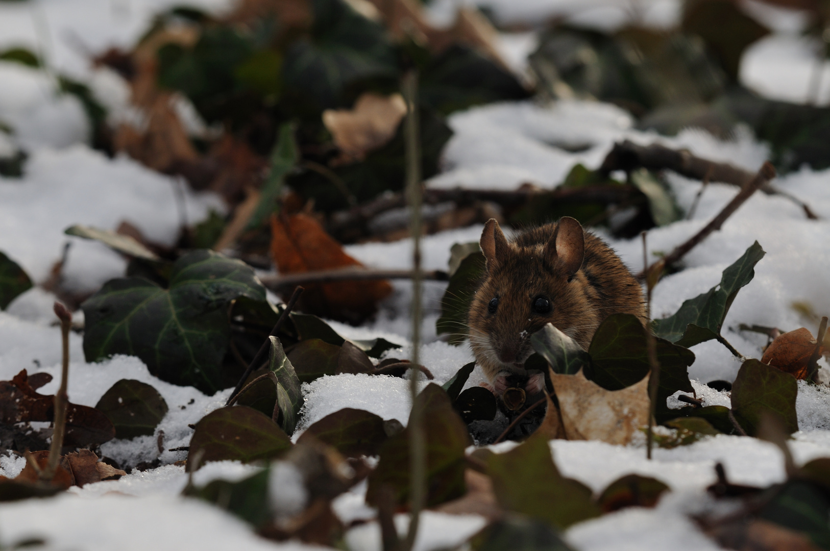 Wintermäuschen