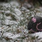 Wintermaus