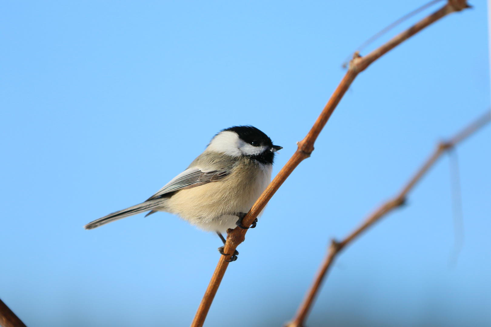 Wintermeischen