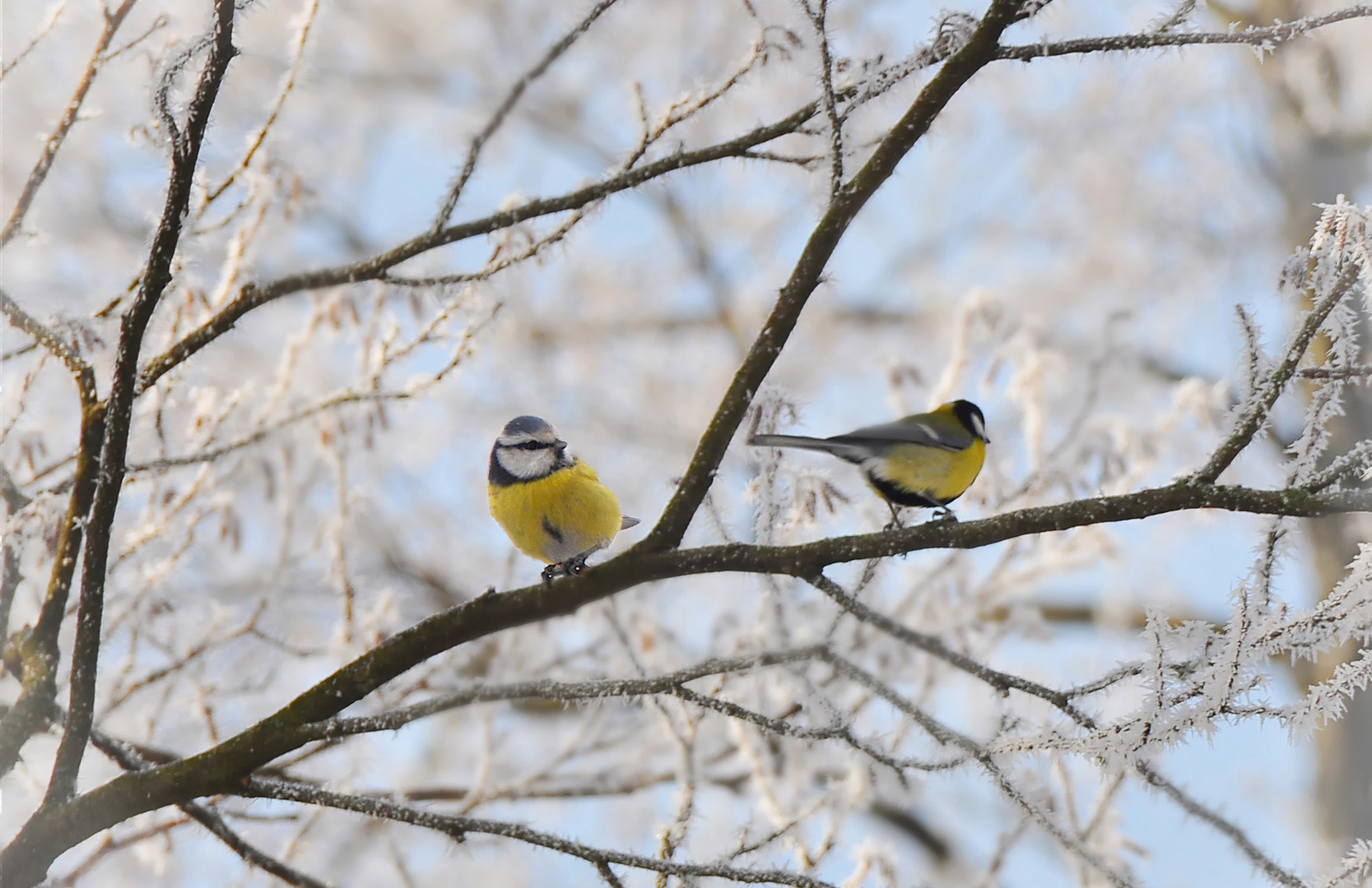 Wintermeisen