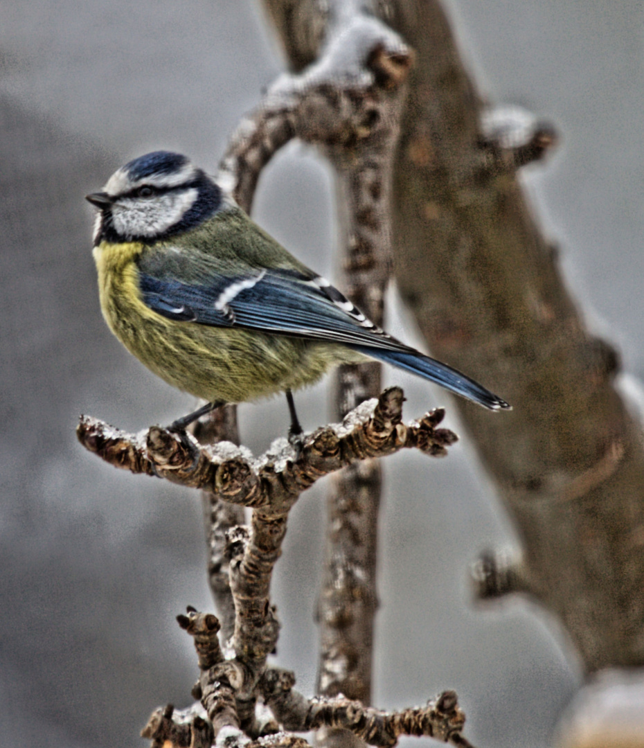 Wintermeisen in blau 1