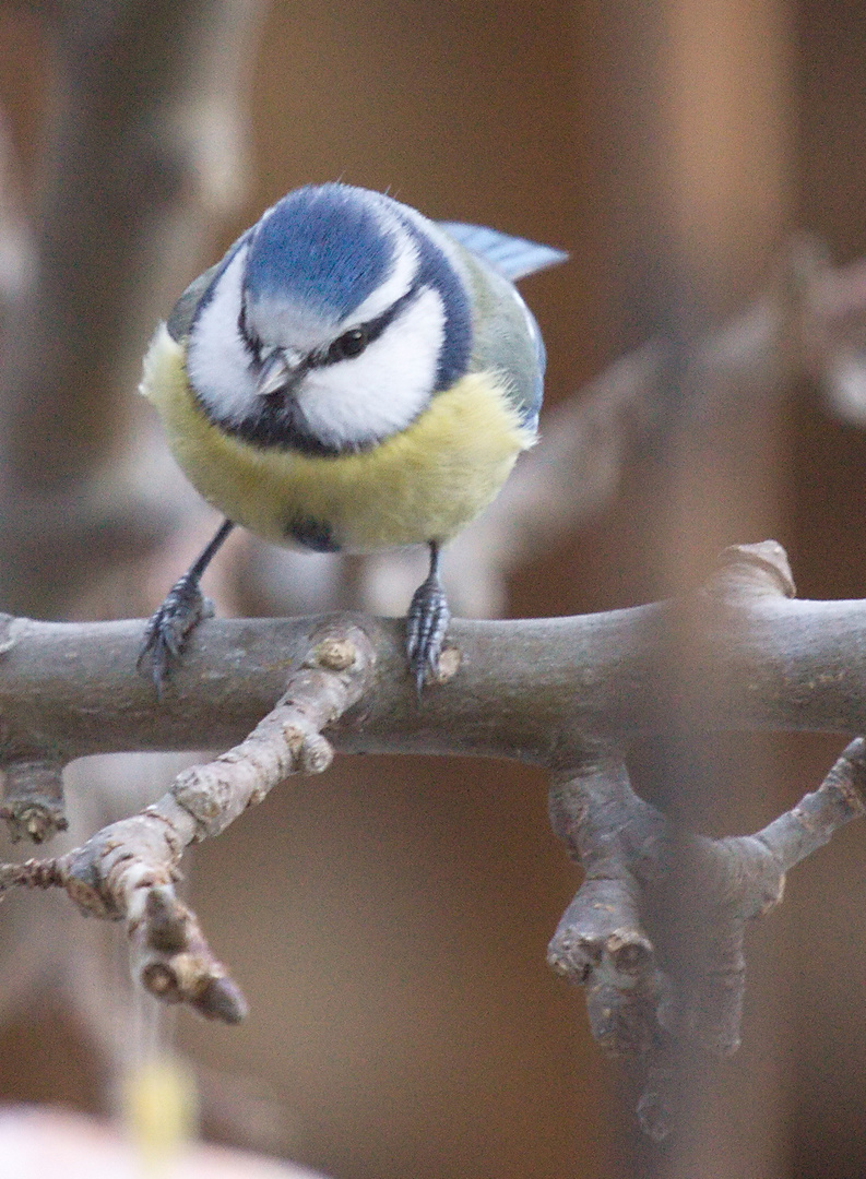 Wintermeisen in blau 2