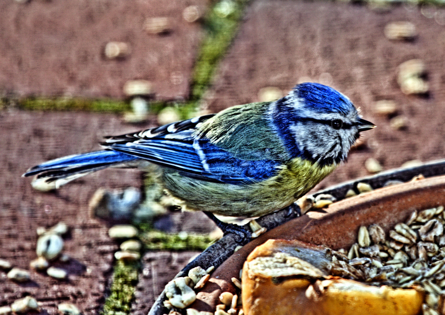 Wintermeisen in blau 3