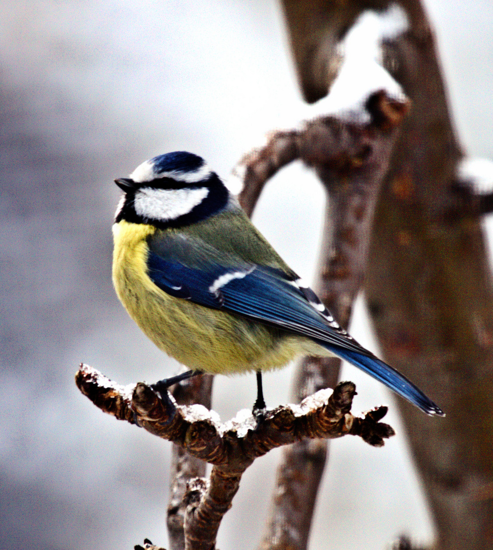 Wintermeisen in blau 4