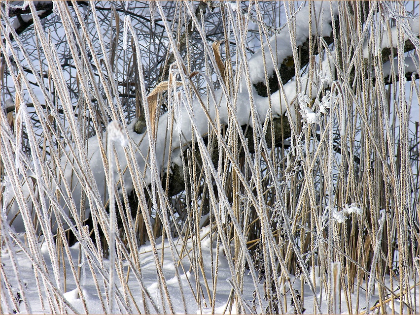 Wintermikado