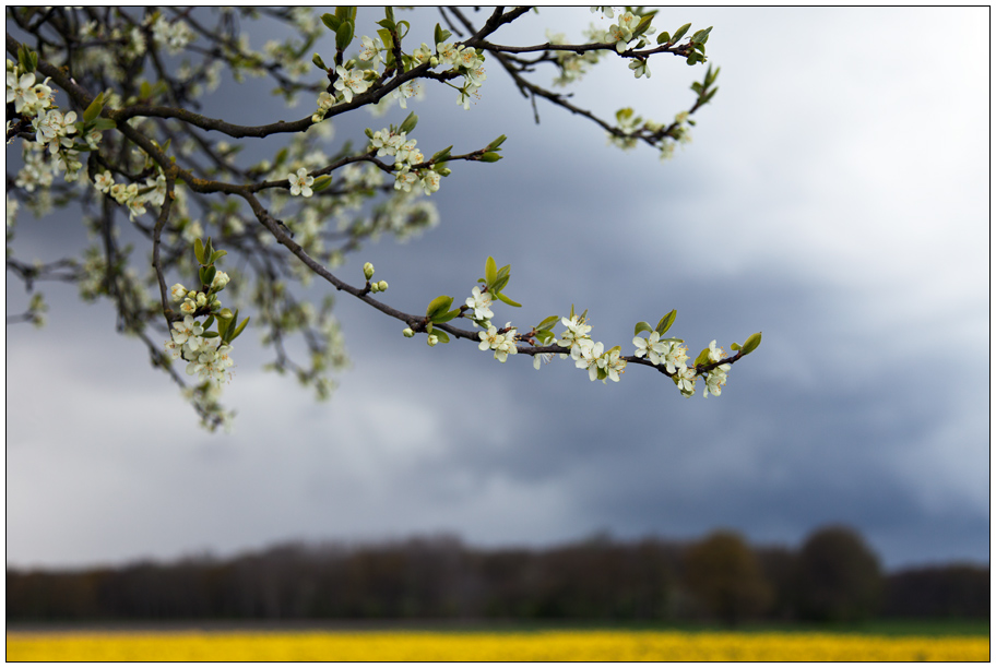 WinterMittwochBlüte