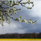 WinterMittwochBlüte