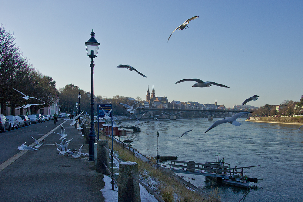 Wintermöwen