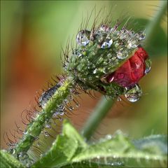 Wintermohn