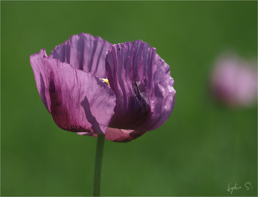 ...Wintermohn...