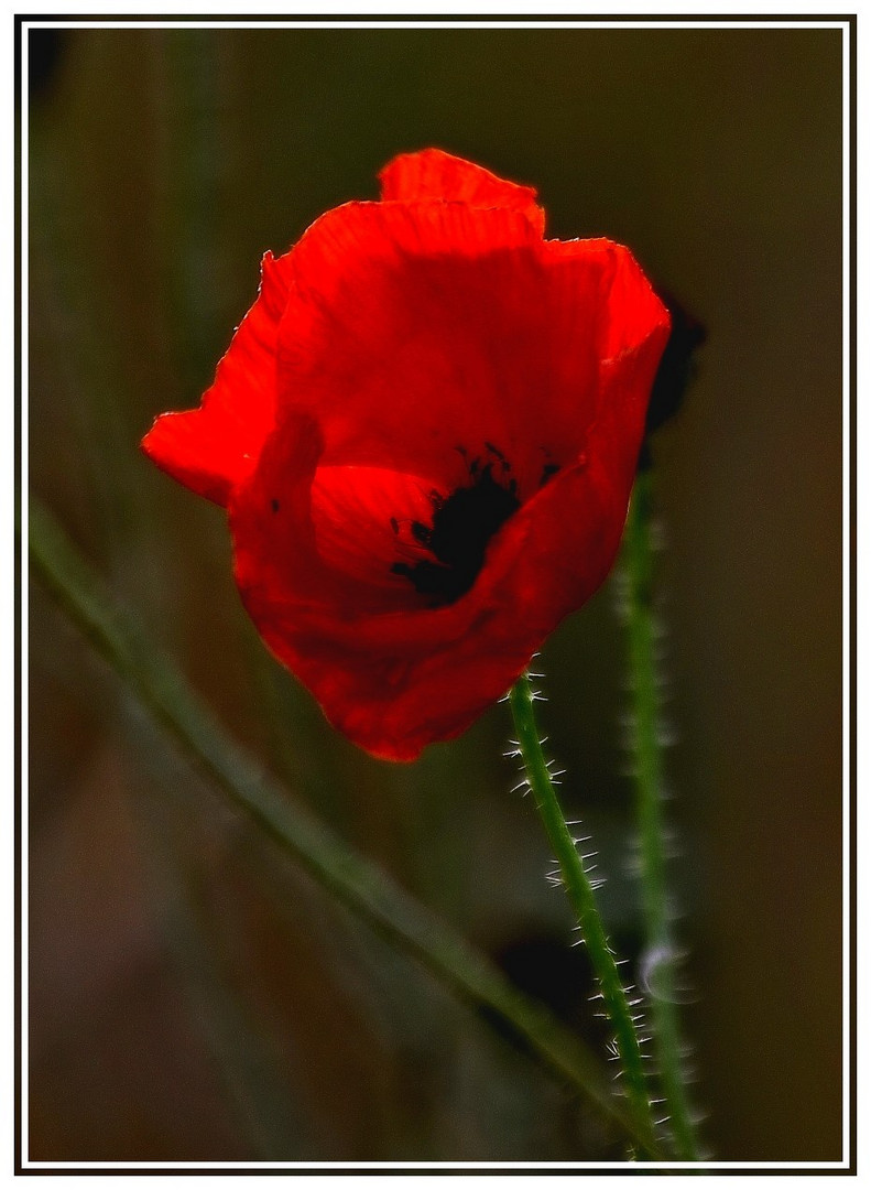 Wintermohn