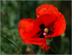 ... Wintermohn ...