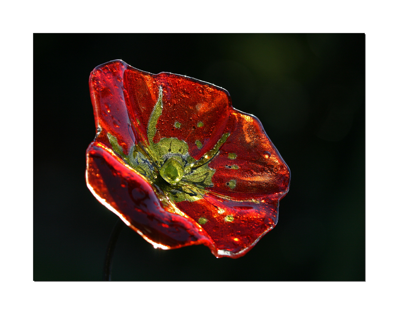 Wintermohn