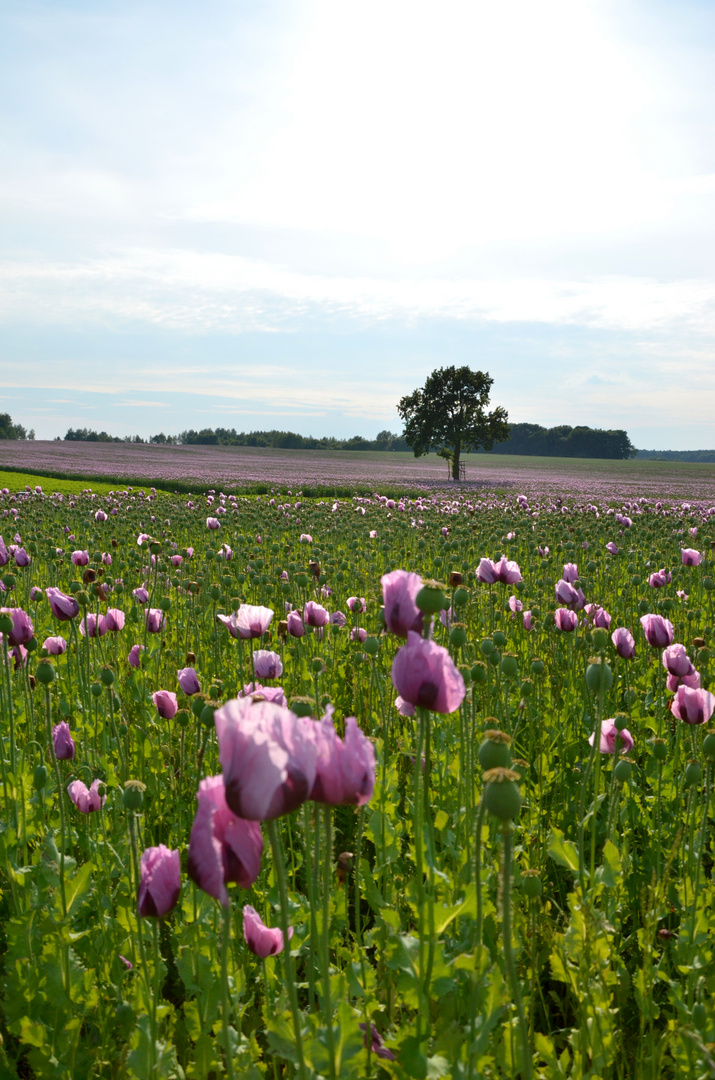 Wintermohn in Sachsen