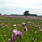 Wintermohn in Sachsen