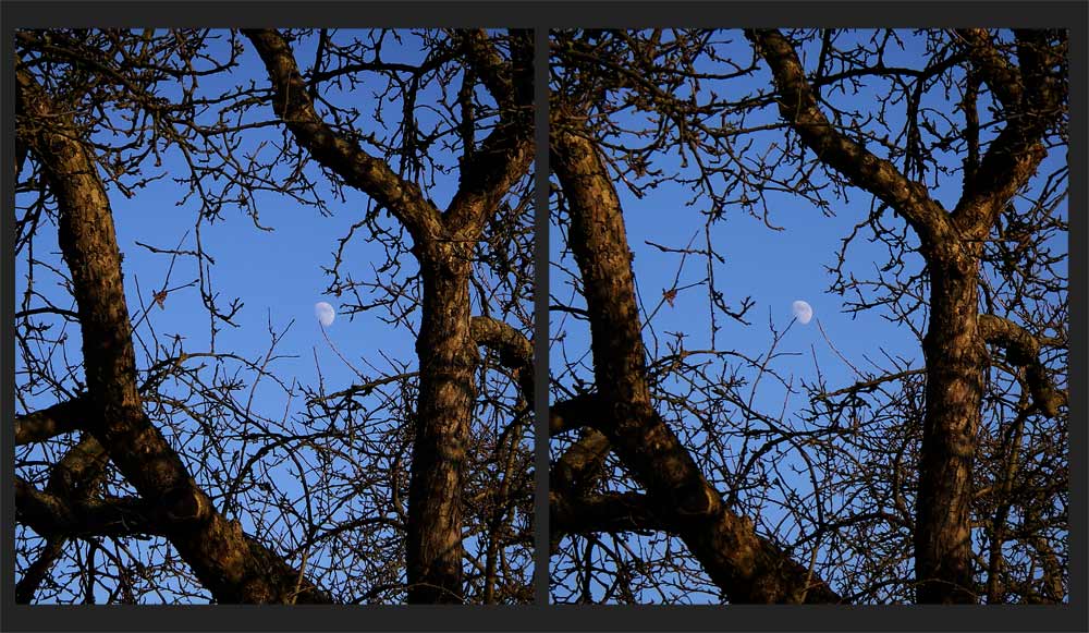 Wintermond im alten Apfelbaum