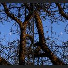 Wintermond im alten Apfelbaum