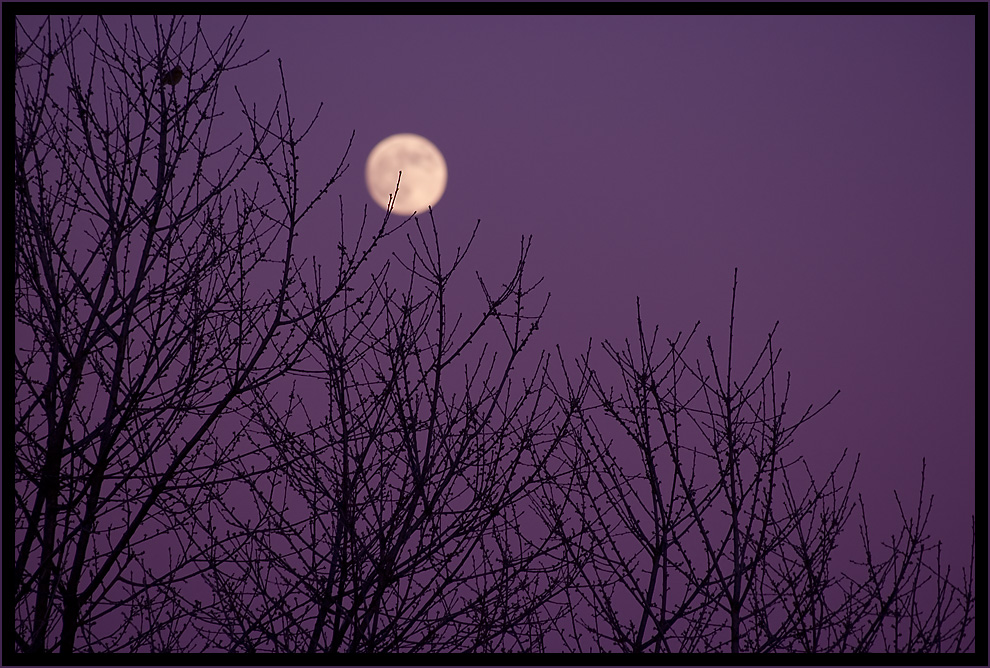 Wintermond mit Vogel