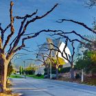 Wintermood in Valencia: Turia Park