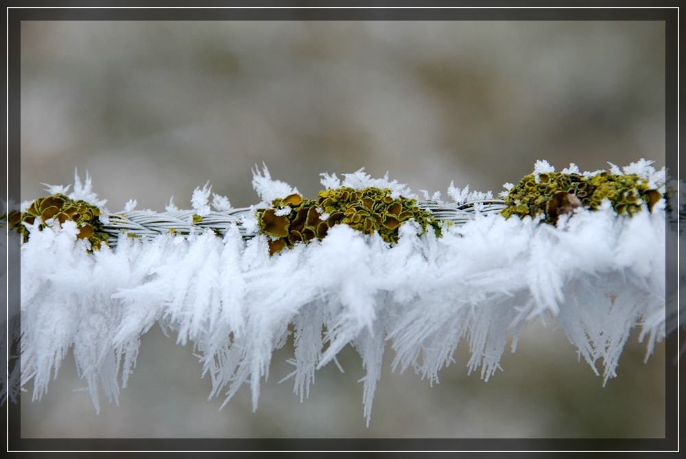 Wintermoos