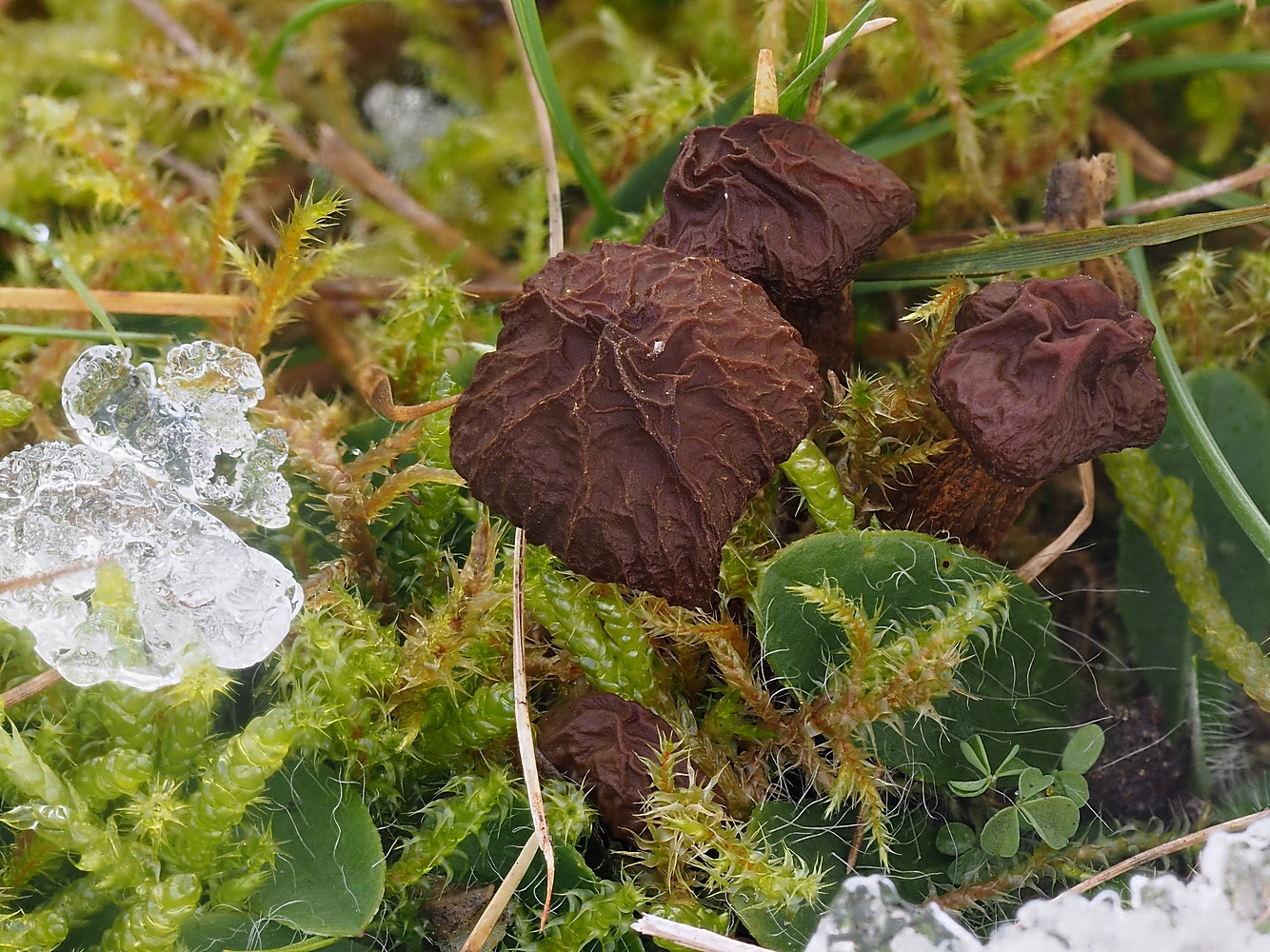 Wintermorchel (Morchella hiemalis)