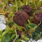 Wintermorchel (Morchella hiemalis)