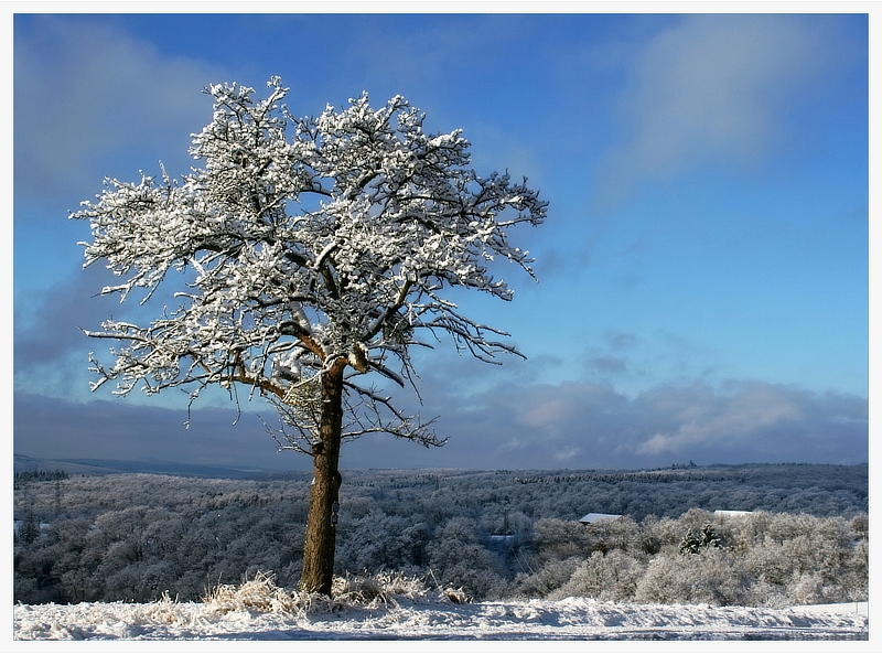 Wintermorgen