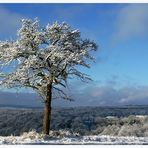 Wintermorgen