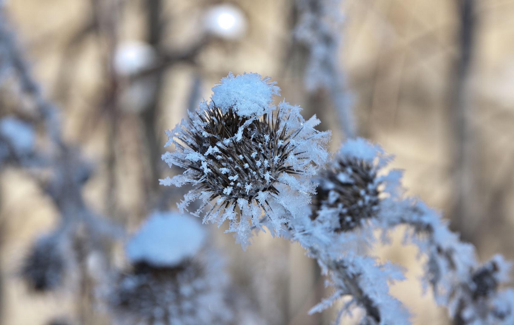 Wintermorgen 03