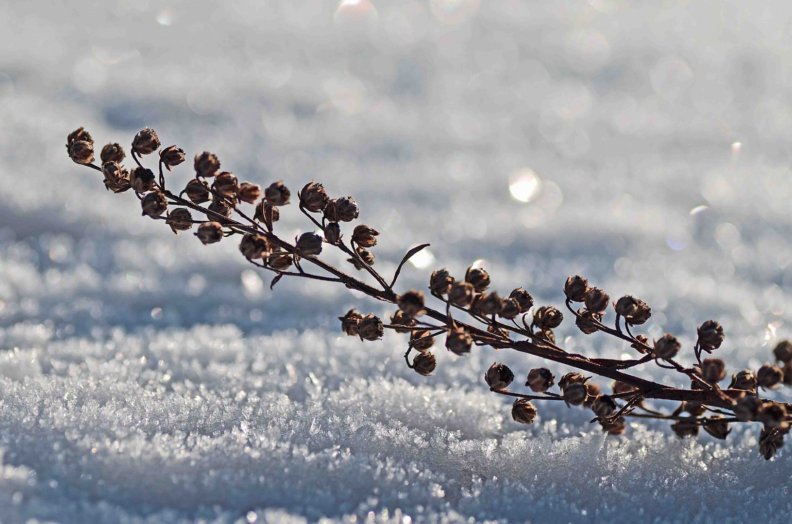 Wintermorgen