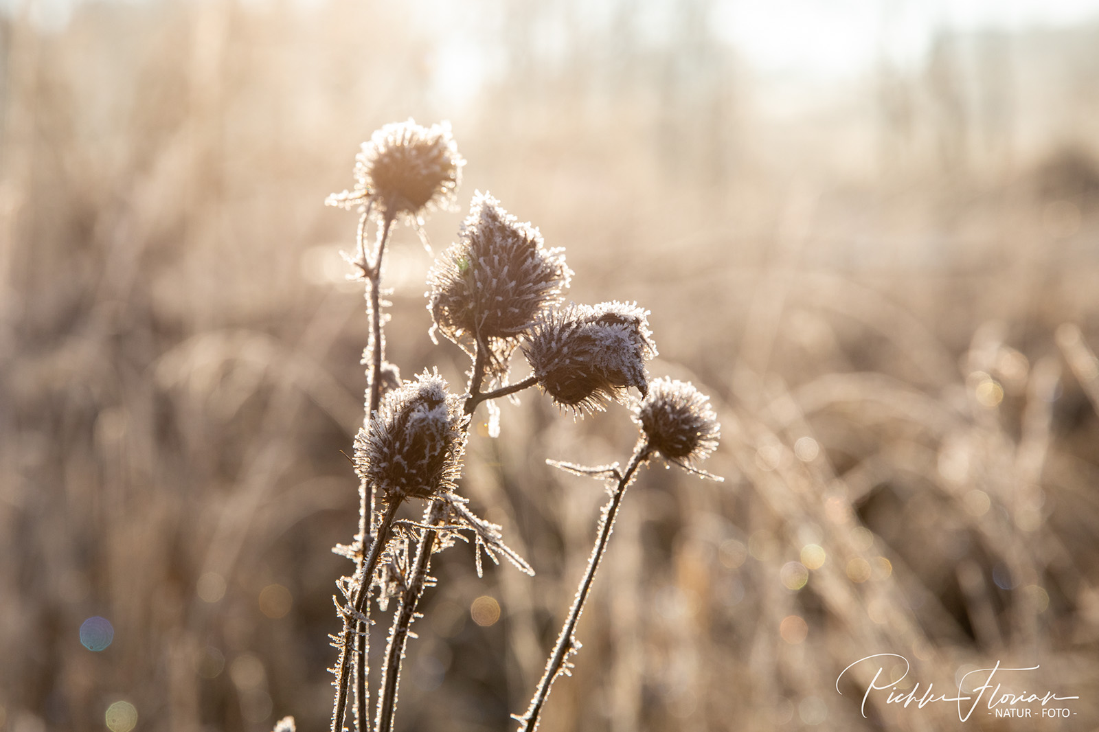 Wintermorgen (1)