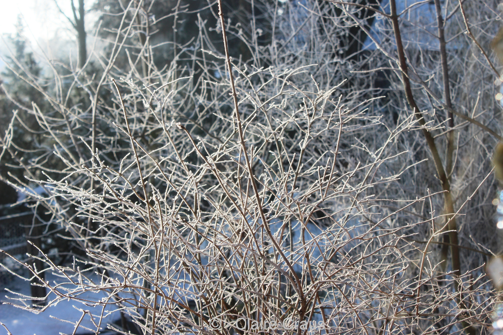 Wintermorgen