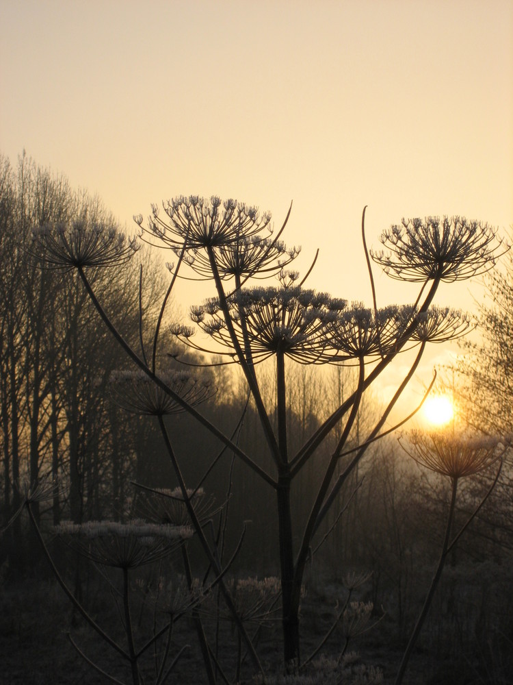 Wintermorgen