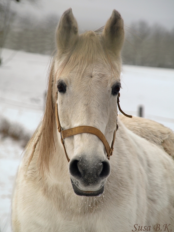 Wintermorgen 2