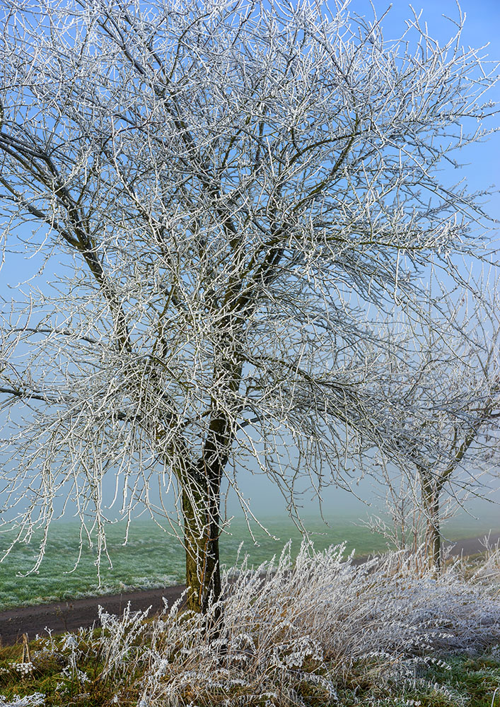 Wintermorgen