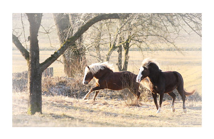 Wintermorgen