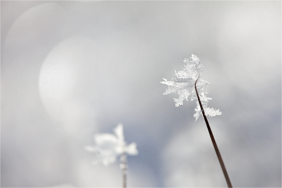 Wintermorgen