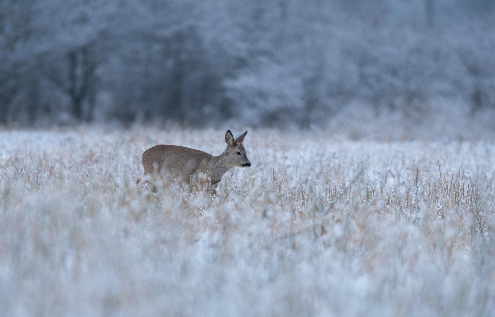 Wintermorgen