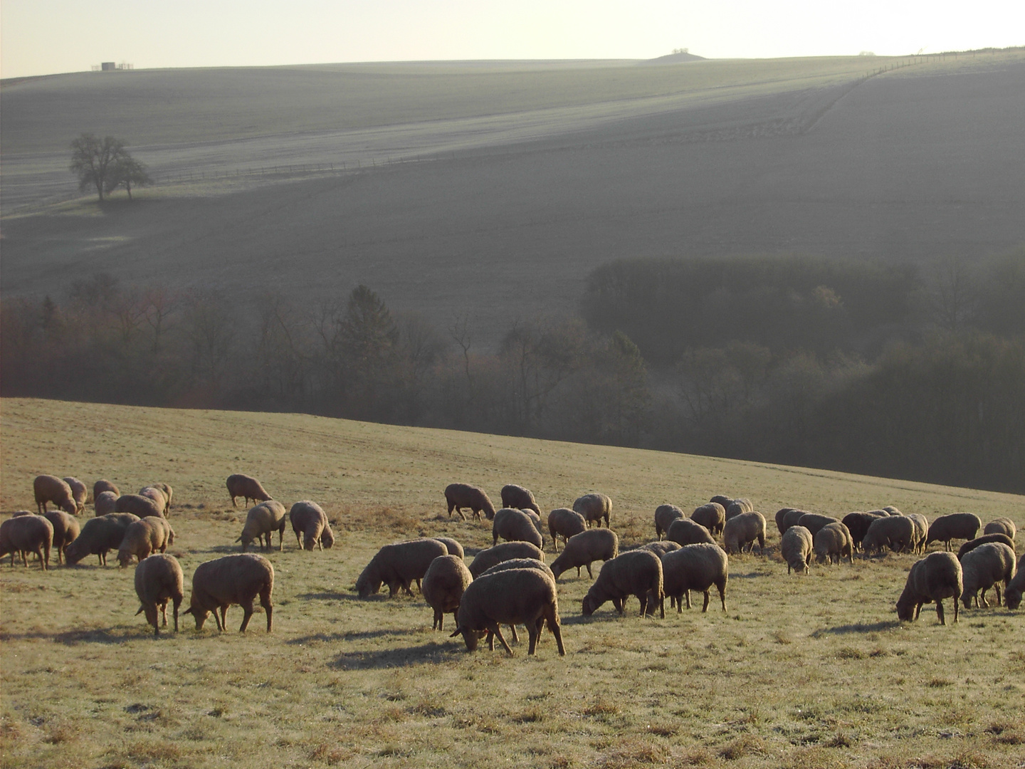 Wintermorgen