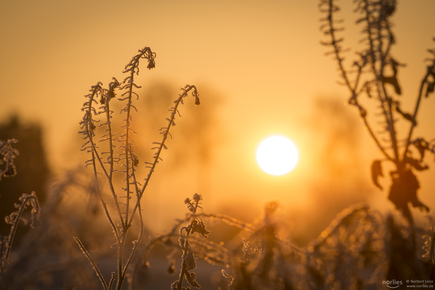 Wintermorgen